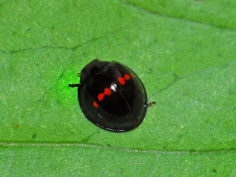 Una coccinella con 6 punti? Chilocorus bipustulatus